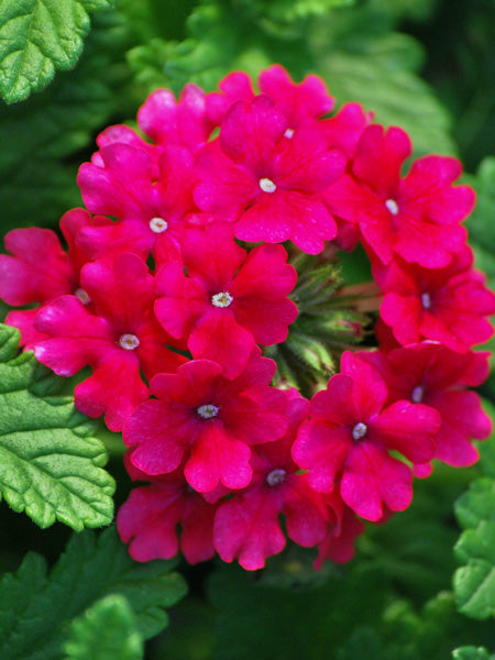 Verbena EnduraScape™ Hot Pink (Vervain)