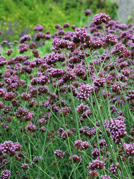 Verbena bonariensis (Tall Verbena)