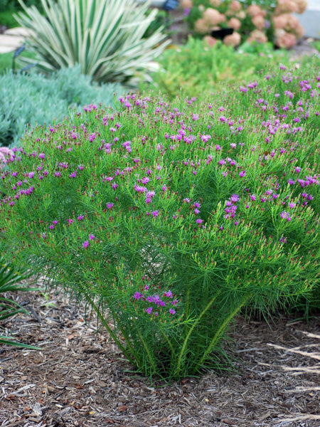 Vernonia lettermannii 'Iron Butterfly' (Threadleaf Ironweed)