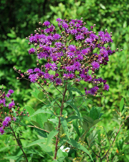 Vernonia noveboracensis (New York Ironweed)