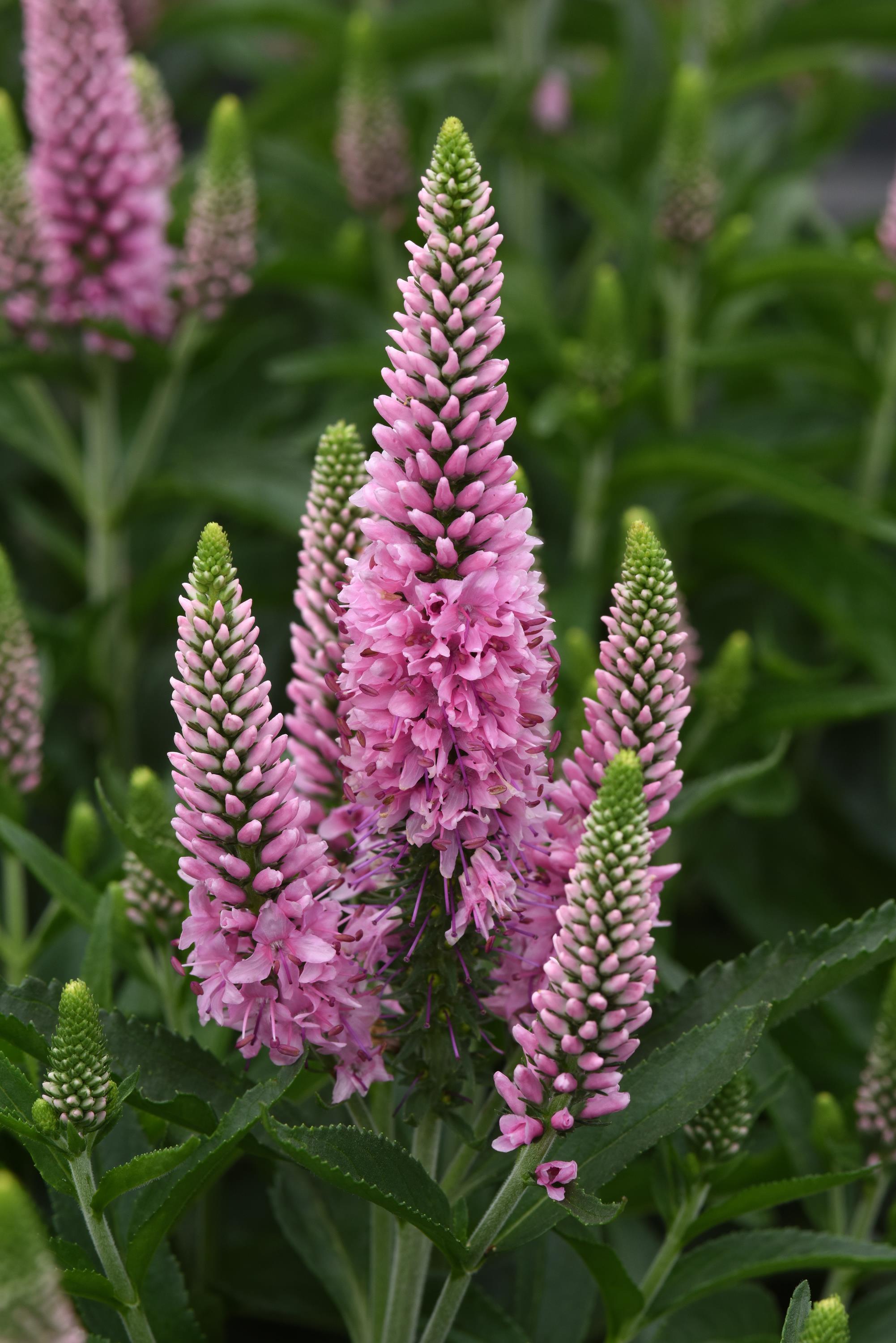 Veronica longifolia Skyward™ Pink (Long-leafed Speedwell
