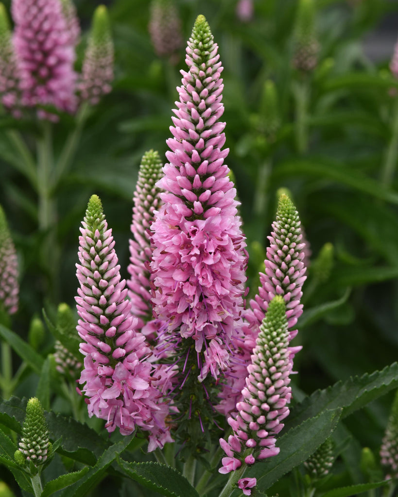 Veronica longifolia Skyward™ Pink (Long-leafed Speedwell
