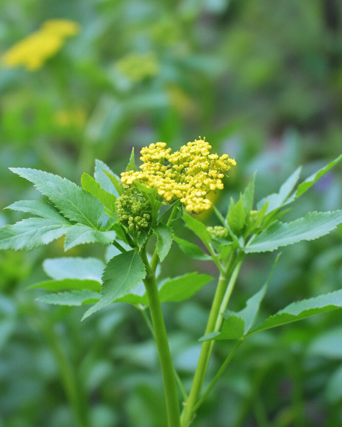 Zizia aurea (Golden Alexander) – Perennial Farm Marketplace