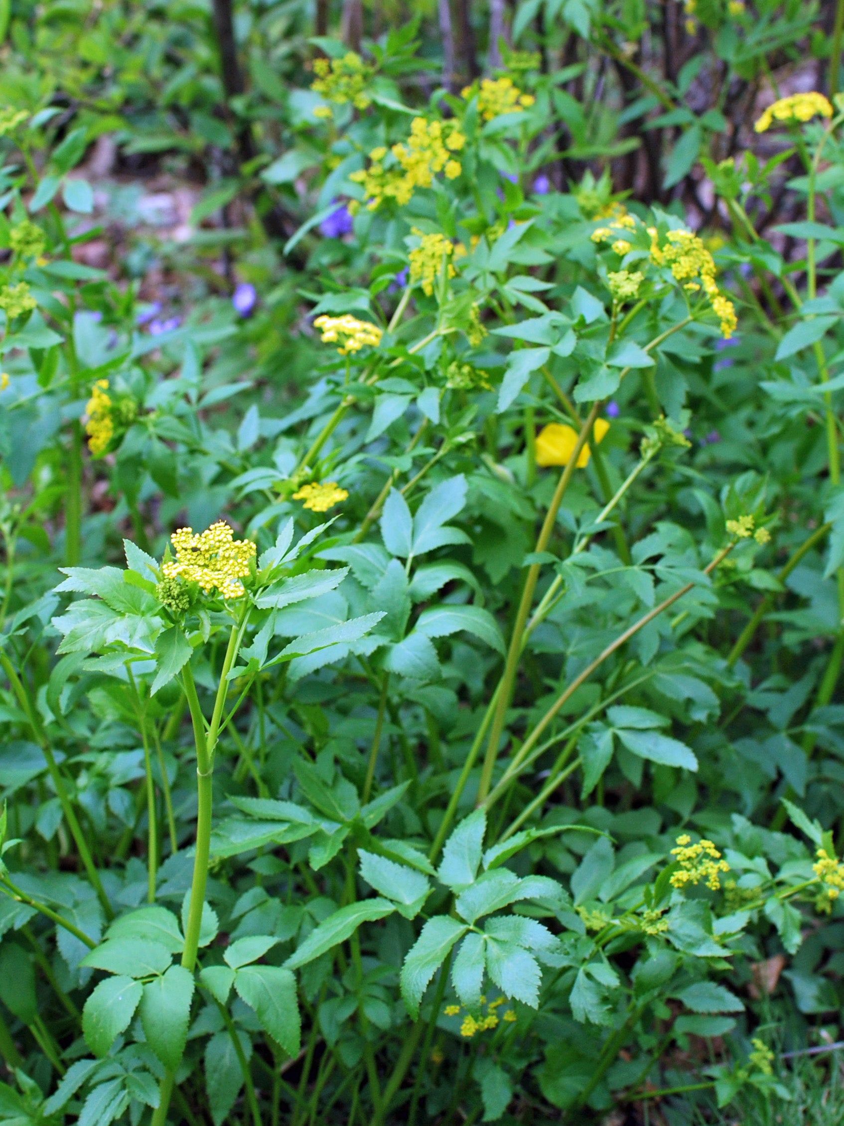 Zizia aurea (Golden Alexander) – Perennial Farm Marketplace