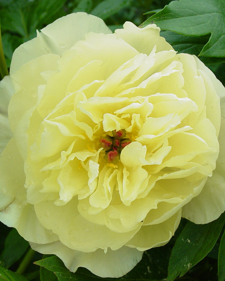 Paeonia Garden Candy® ‘Amy Jo™’ (Itoh Peony)