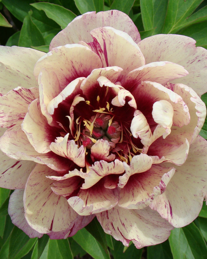 Paeonia Garden Candy® ‘All That Jazz™’ (Itoh Peony)