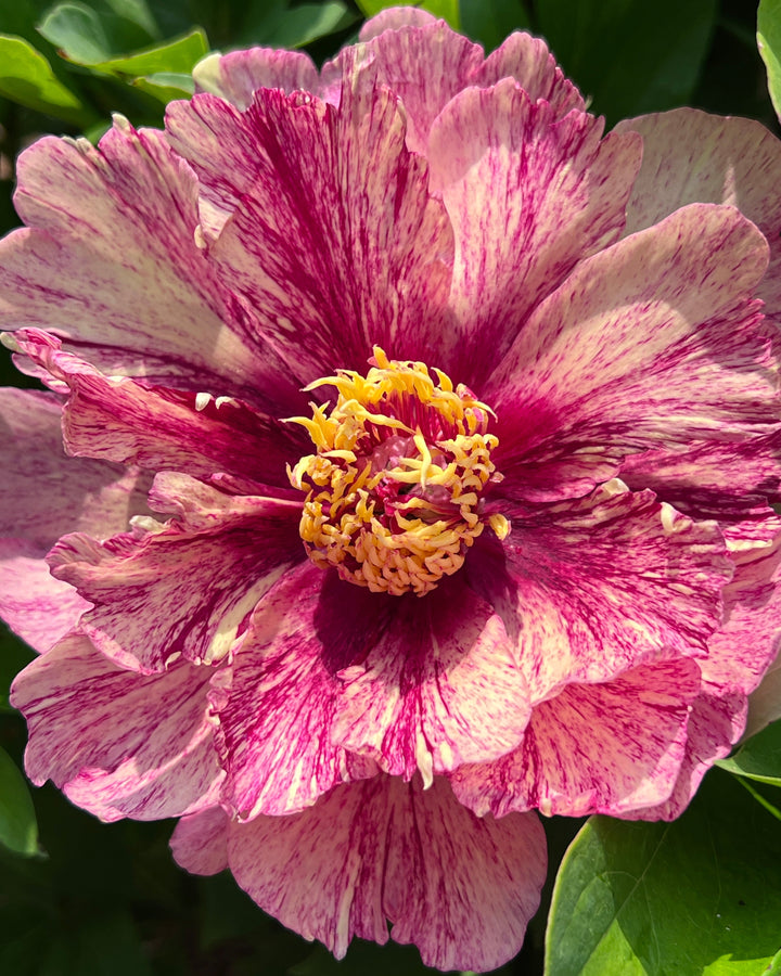 Paeonia Garden Candy® ‘All That Jazz™’ (Itoh Peony)