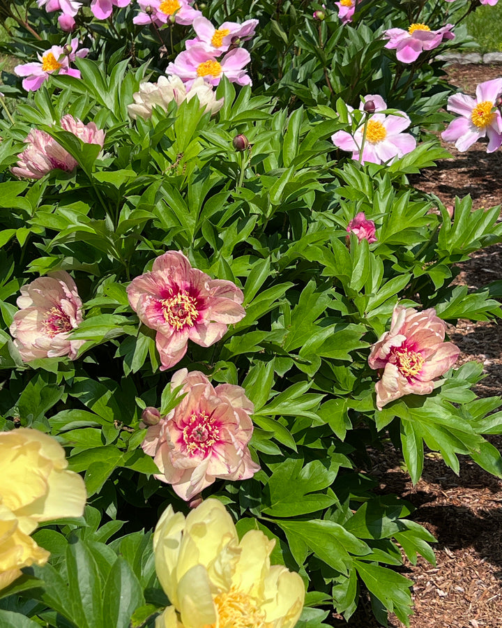Paeonia Garden Candy® ‘All That Jazz™’ (Itoh Peony)