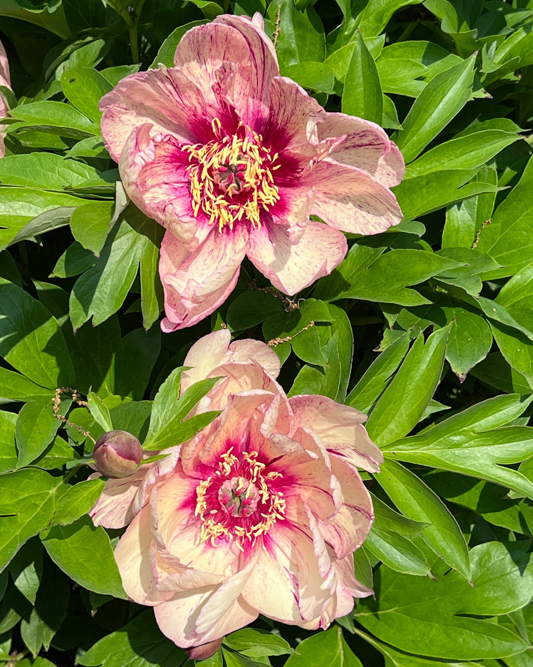 Paeonia Garden Candy® ‘All That Jazz™’ (Itoh Peony)