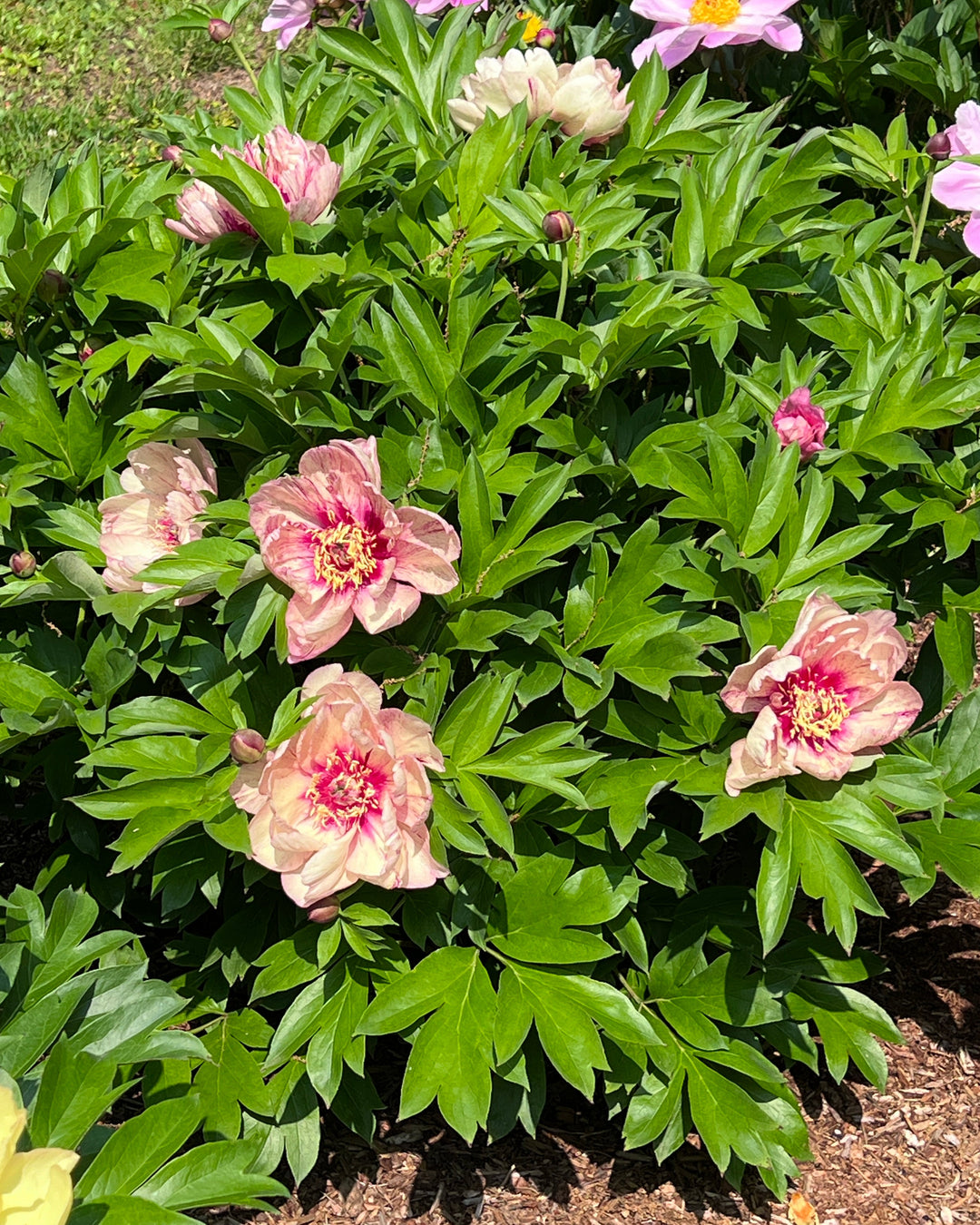 Paeonia Garden Candy® ‘All That Jazz™’ (Itoh Peony)