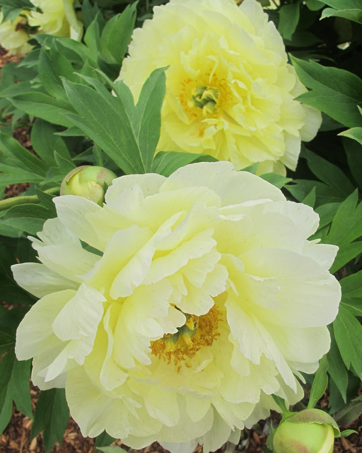 Paeonia Garden Candy® ‘Amy Jo™’ (Itoh Peony)