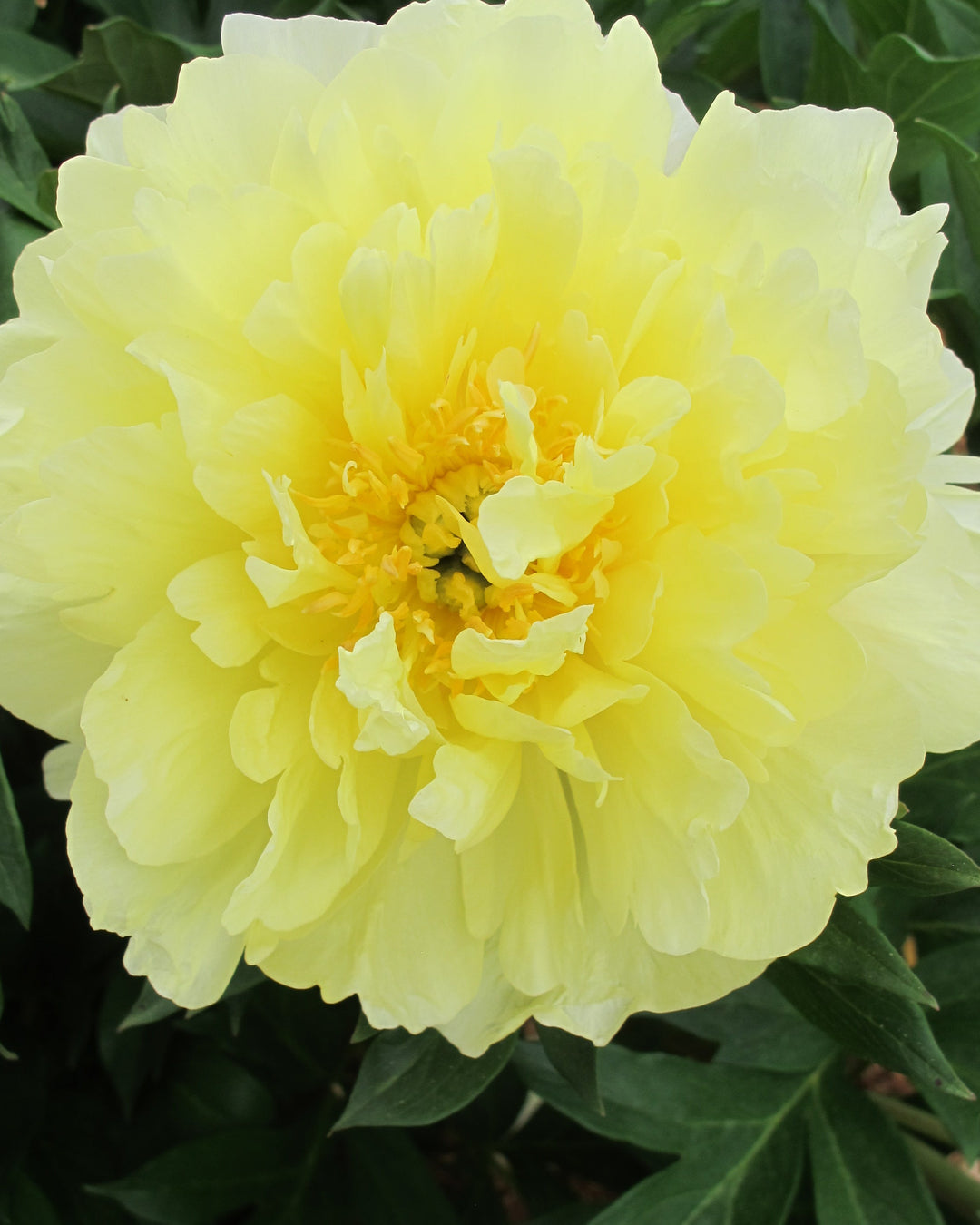 Paeonia Garden Candy® ‘Amy Jo™’ (Itoh Peony)