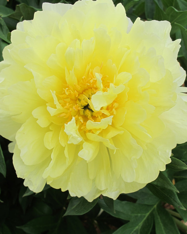 Paeonia Garden Candy® ‘Amy Jo™’ (Itoh Peony)