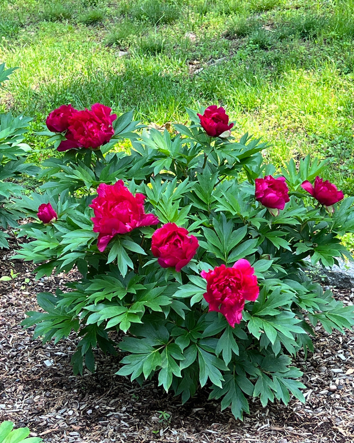 Paeonia Garden Candy™ ‘Candy Apple™’ (Itoh Peony)