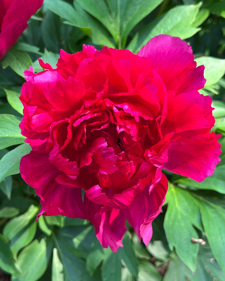 Paeonia Garden Candy™ ‘Candy Apple™’ (Itoh Peony)