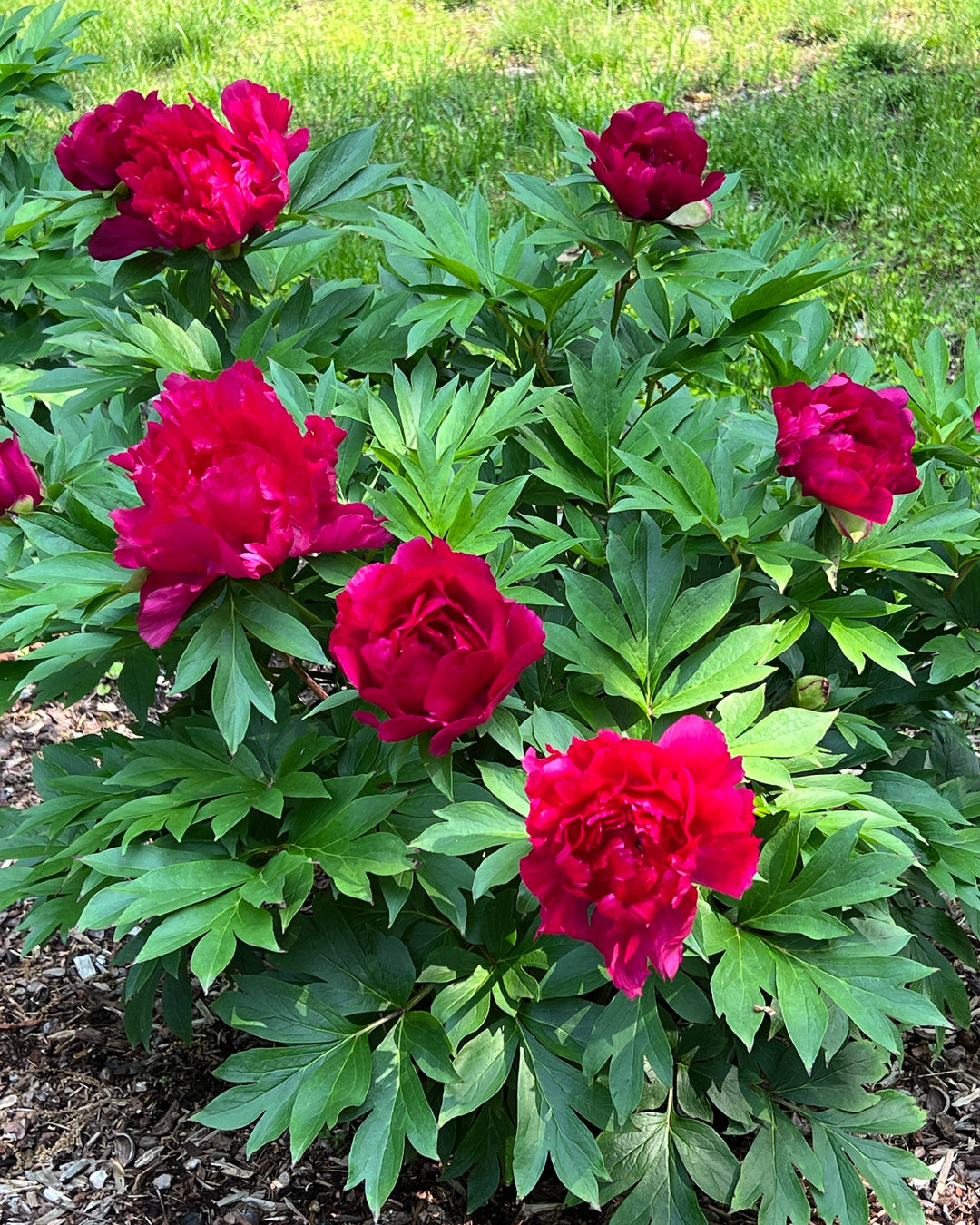 Paeonia Garden Candy™ ‘Candy Apple™’ (Itoh Peony)