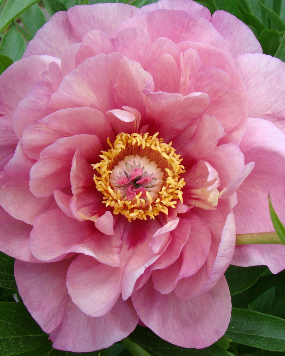 Paeonia Garden Candy® ‘Double Bubble Pink™’ (Itoh Peony)