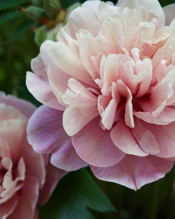 Paeonia Garden Candy® ‘Double Bubble Pink™’ (Itoh Peony)
