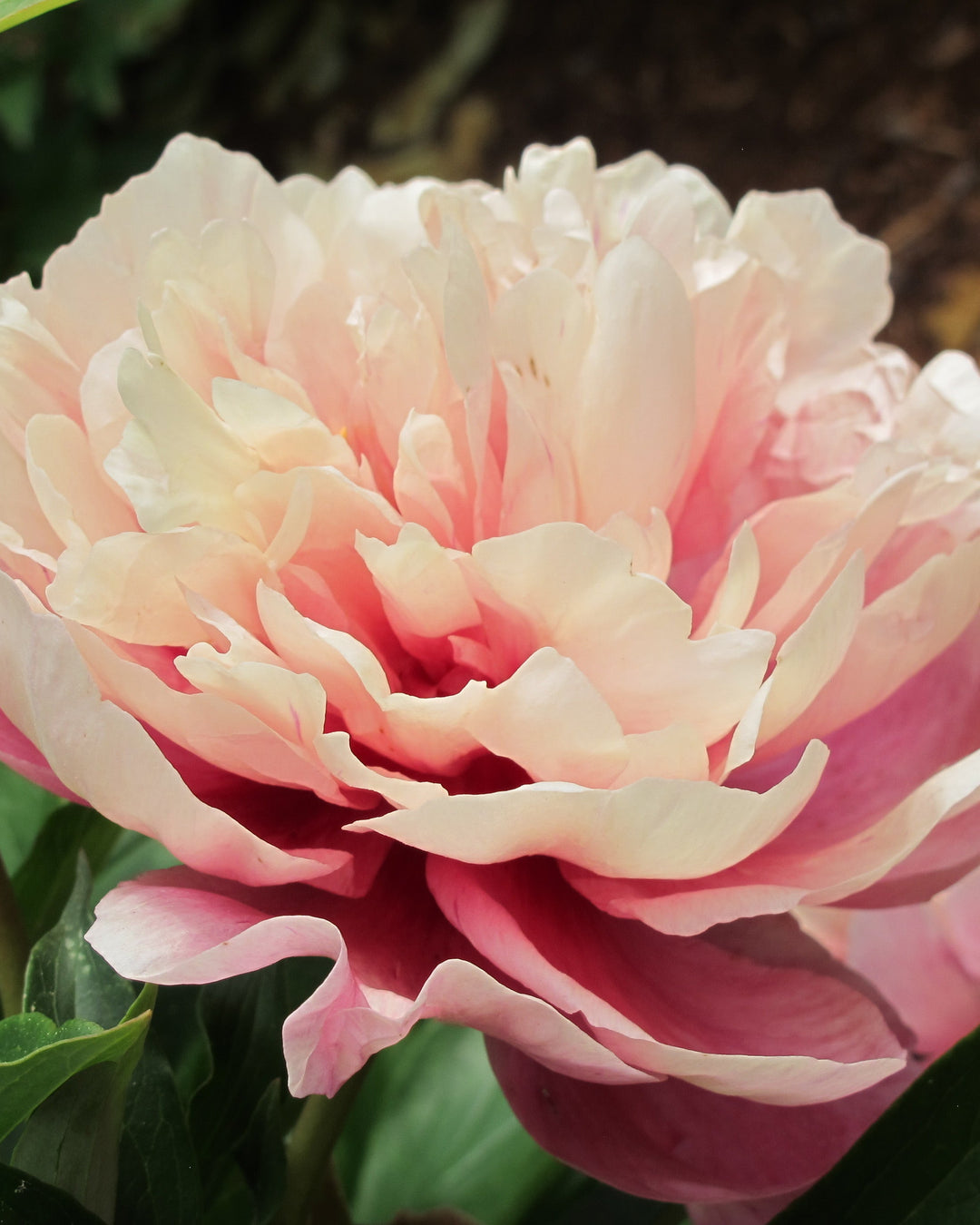 Paeonia Garden Candy® ‘Double Bubble Pink™’ (Itoh Peony)