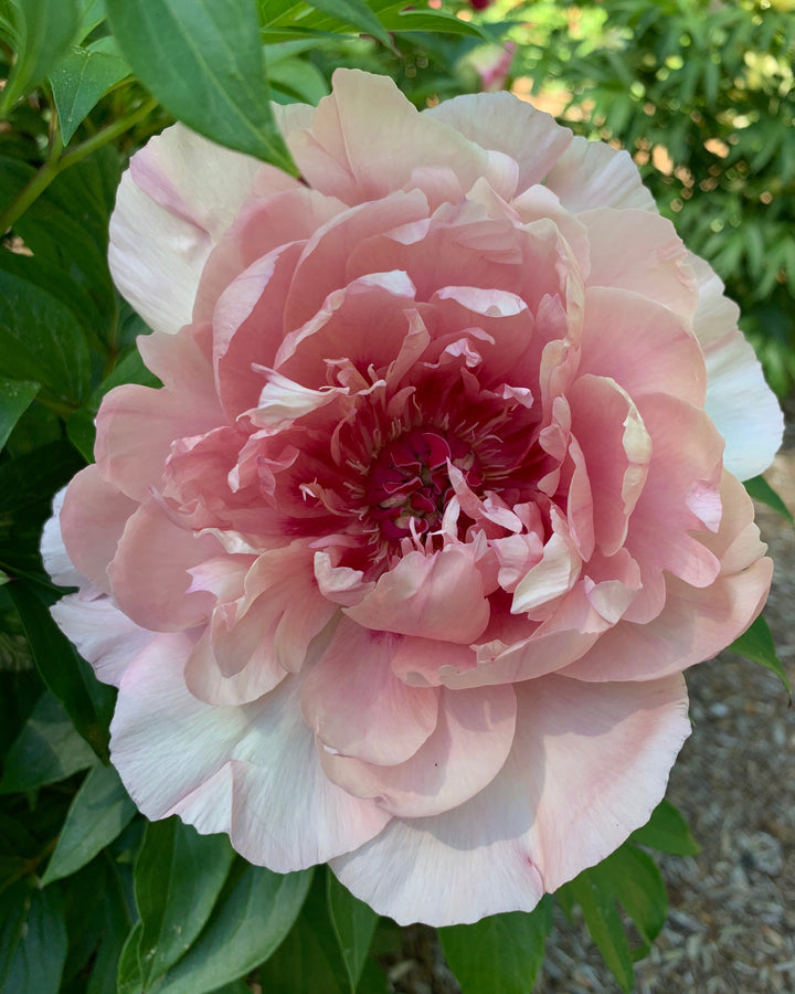 Paeonia Garden Candy® ‘Lacey Ryan™’ (Itoh Peony)