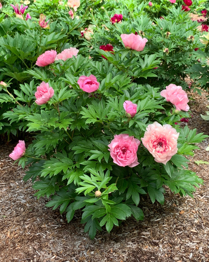 Paeonia Garden Candy® ‘Lacey Ryan™’ (Itoh Peony)