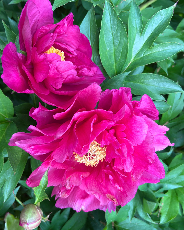 Paeonia Garden Candy® ‘Noa Jolie™’ (Itoh Peony)