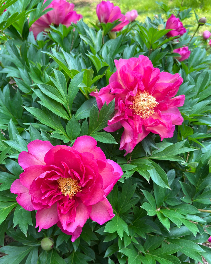Paeonia Garden Candy® ‘Noa Jolie™’ (Itoh Peony)