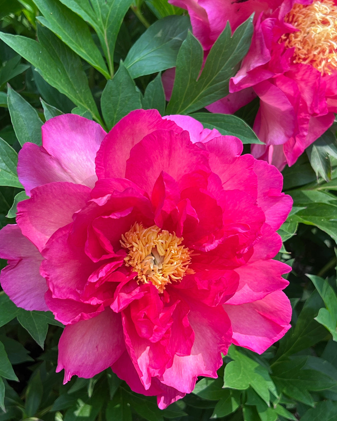 Paeonia Garden Candy® ‘Noa Jolie™’ (Itoh Peony)