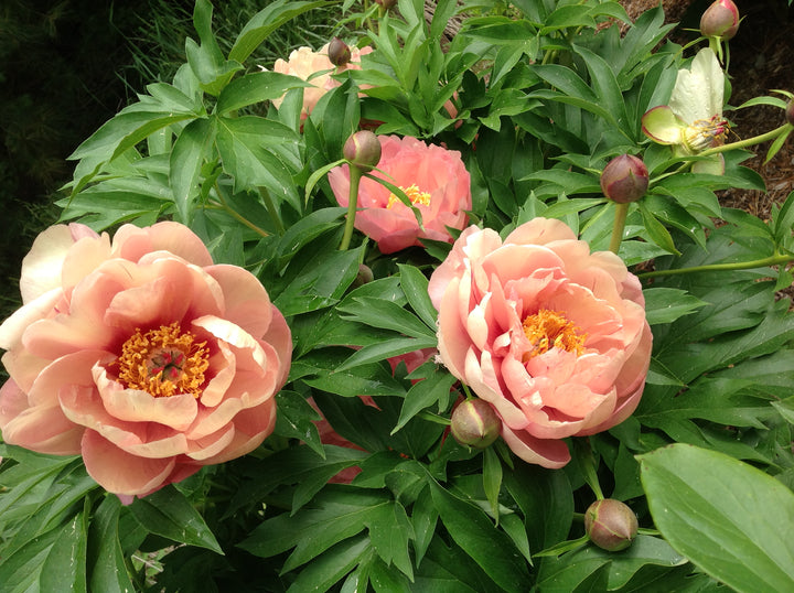 Paeonia Garden Candy™ ‘Peachalicious™’ (Itoh Peony)