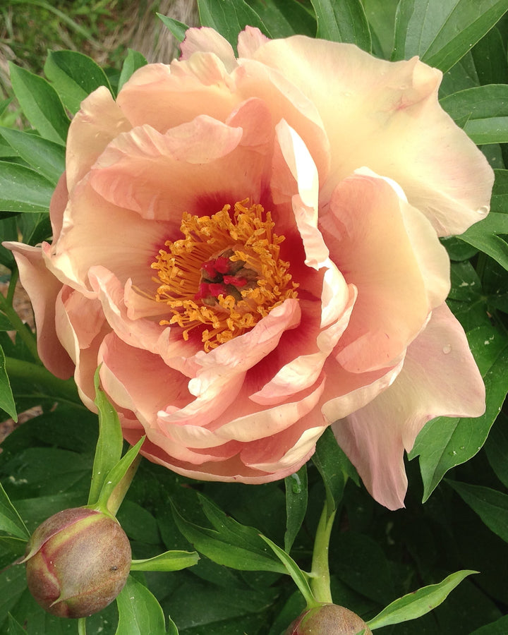 Paeonia Garden Candy™ ‘Peachalicious™’ (Itoh Peony)