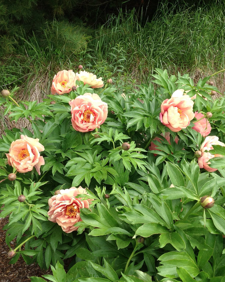 Paeonia Garden Candy™ ‘Peachalicious™’ (Itoh Peony)