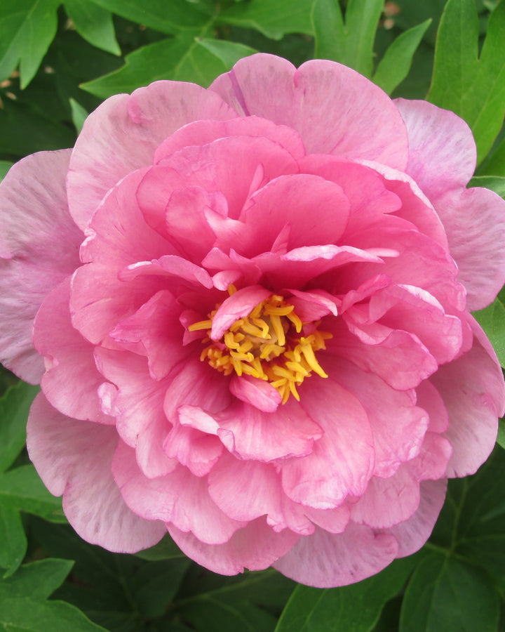Paeonia Garden Candy™ ‘Strawberry Swirl™’ (Itoh Peony)