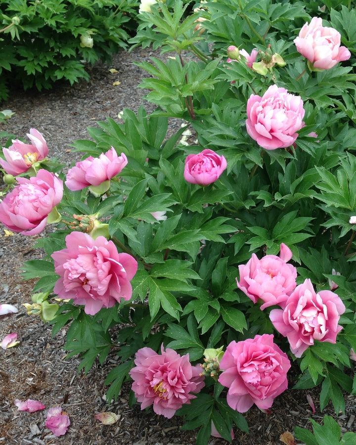 Paeonia Garden Candy™ ‘Strawberry Swirl™’ (Itoh Peony)