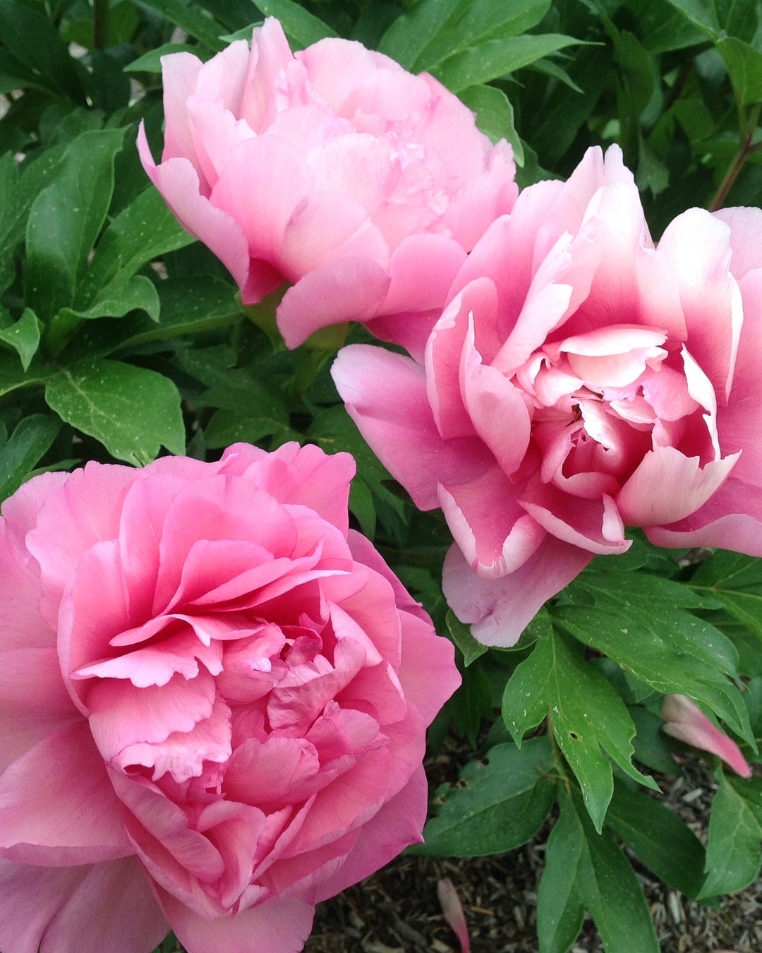 Paeonia Garden Candy™ ‘Strawberry Swirl™’ (Itoh Peony)