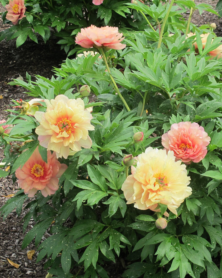 Paeonia Garden Candy® ‘Summer Sunset™’ (Itoh Peony)