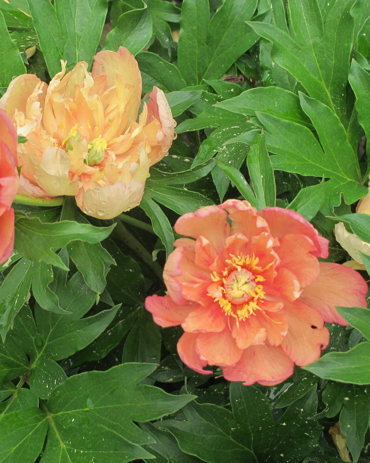 Paeonia Garden Candy® ‘Summer Sunset™’ (Itoh Peony)