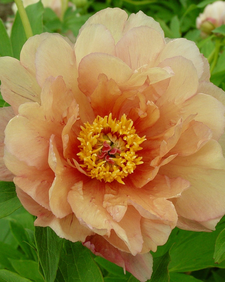 Paeonia Garden Candy® ‘Summer Sunset™’ (Itoh Peony)