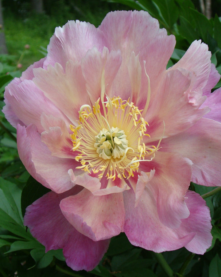 Paeonia Garden Candy® ‘Sweet Treat™’ (Itoh Peony)