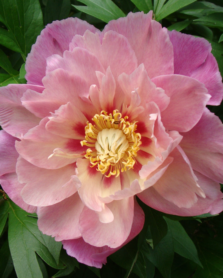 Paeonia Garden Candy® ‘Sweet Treat™’ (Itoh Peony)