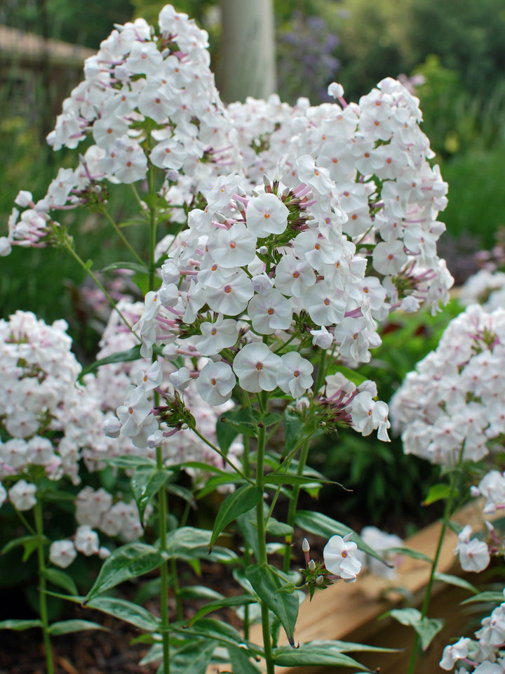 Phlox x Earlibeauty 'Daughter of Pearl' (Phlox)