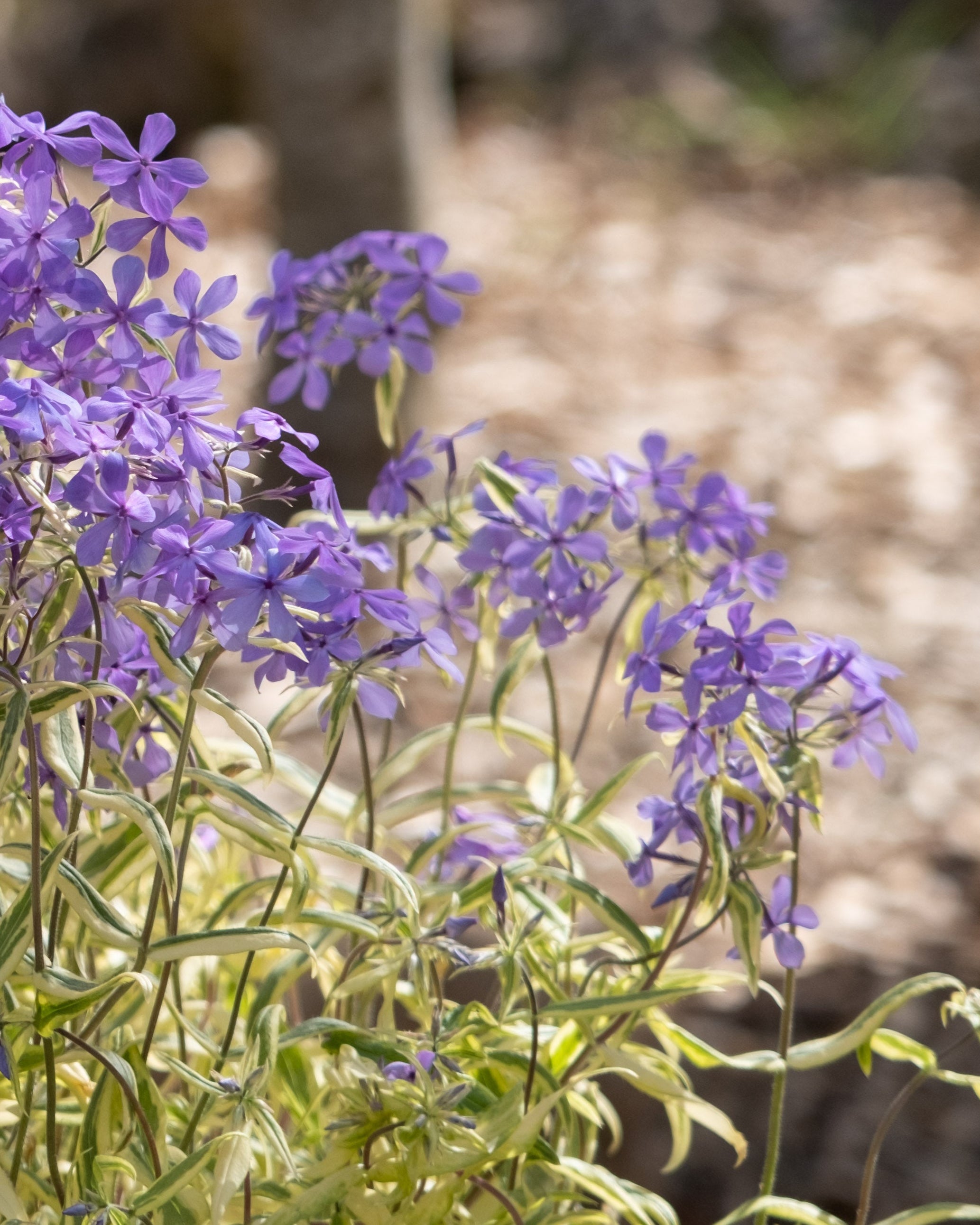 Phlox divaricata 'Blue Ribbons' (Variegated Woodland Phlox
