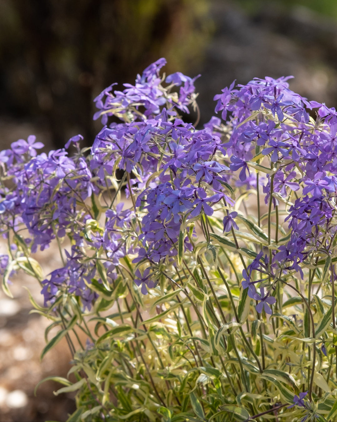 Phlox divaricata 'Blue Ribbons' (Variegated Woodland Phlox)