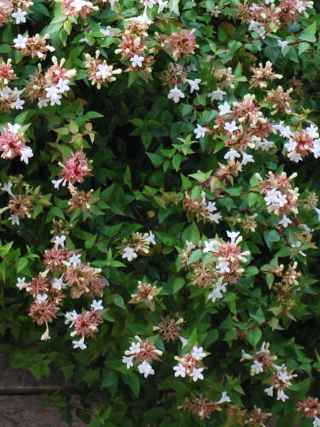 Abelia red 'Rose Creek' (Abelia)