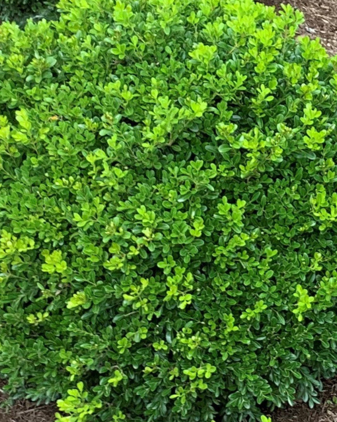 Buxus NewGen Independence® (Boxwood)