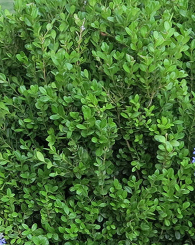 Buxus NewGen Freedom® (Boxwood)