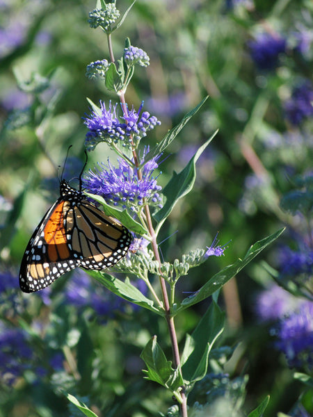 Caryopteris clandonensis 'Dark Knight' (Bluebeard)