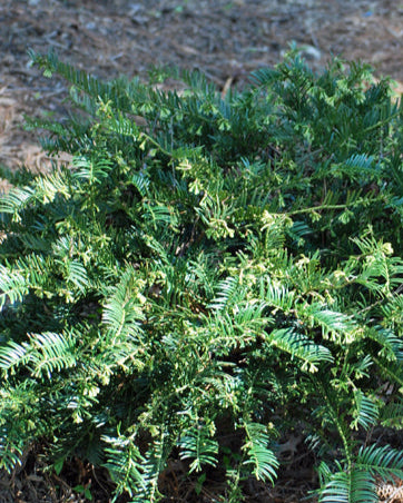 Cephalotaxus harringtonia 'var. drupacea' (Japanese Plum Yew)