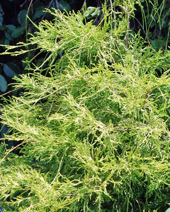 Chamaecyparis pisifera 'Golden Mop' (Threadleaf False Cypress)