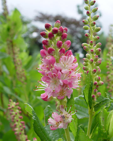 Clethra a. 'Ruby Spice' (Ruby Spice Summersweet)