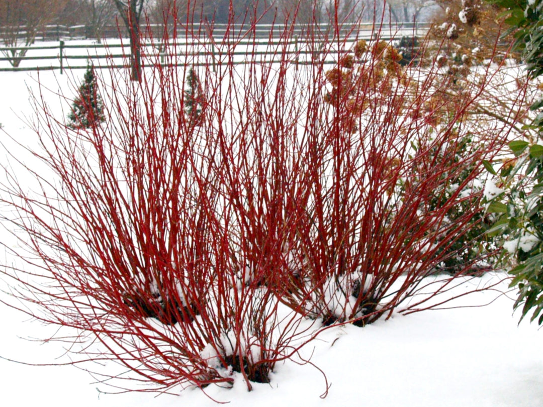 Cornus sericea Arctic Fire® Red (Red-Twig Dogwood)